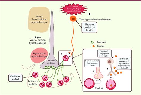 Régulation de la perméabilité des anses vasculaires de l'éminence... | Download Scientific Diagram