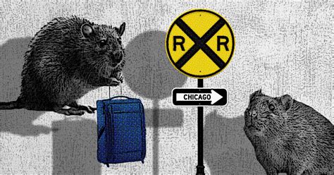 Rat-ical Solutions to Chicago’s Rodent Problem - Midstory