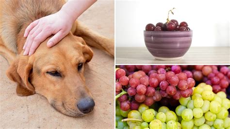 Can Dogs Eat Grapes: Risks, Treatment and More