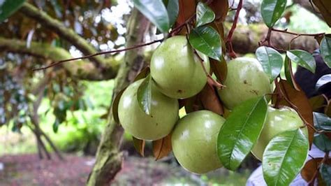 One Green Caimito Plant Subtropical fruit tree seedling | Etsy