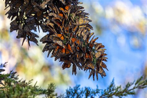 Pacific Grove Monarch Butterfly Sanctuary - Jeffsetter Travel