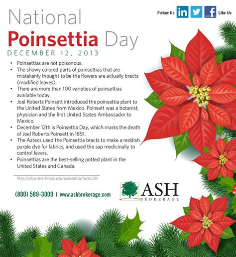 It's Dec 12 and it's National Poinsettia Day! A few fun facts to share and celebrate the day ...