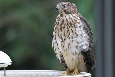 The 9 Species of Hawks in Minnesota (With Pictures) - Bird Feeder Hub - Unianimal
