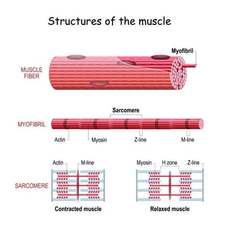 Describe the Roles of Actin and Myosin in Muscle Contraction