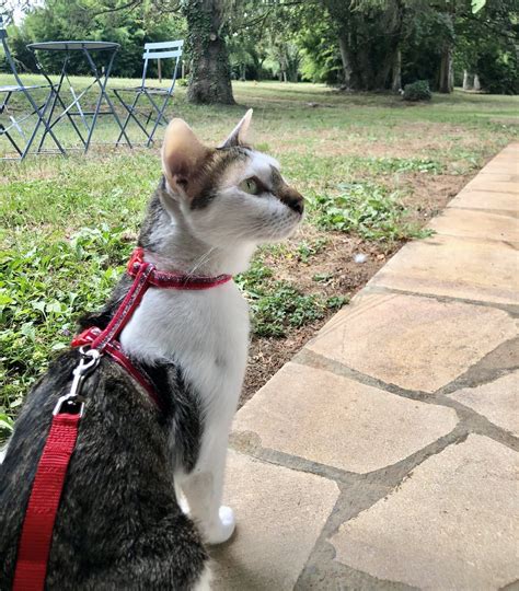 Embracing Adventures with Cat Harness Training | Ministry of Cat | Cat Cafe in Phnom Penh