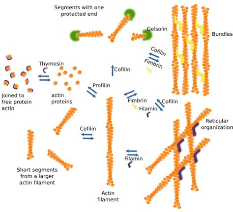 Actin Filaments In A Cell