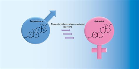 JBC: On the trail of steroid aromatase