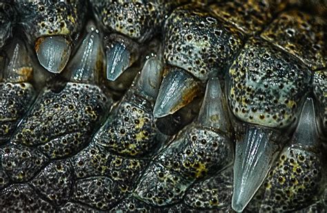 Baby Alligator Teeth | Macro image of the translucent teeth … | Flickr