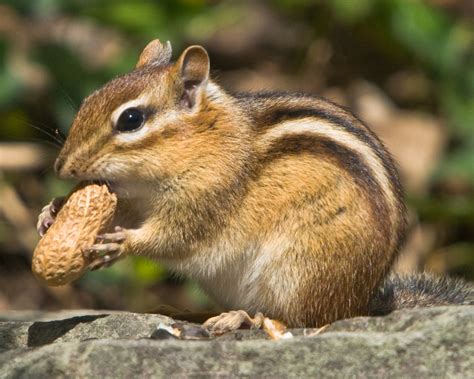 Chipmunks | Fun Animals Wiki, Videos, Pictures, Stories