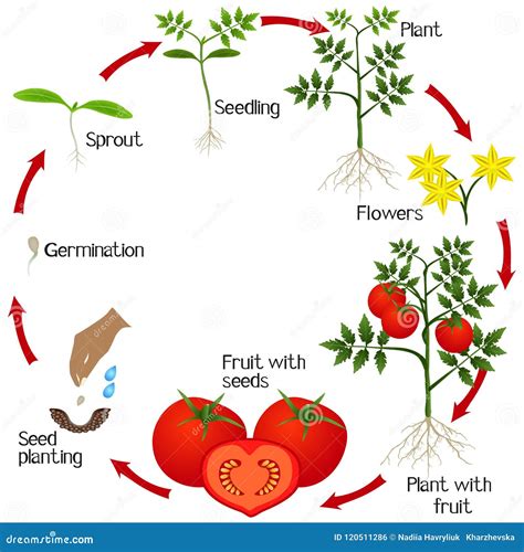 Coloring Page Life Cycle Of Tomato Plant Growth Stages Of Tomato Plant | Porn Sex Picture