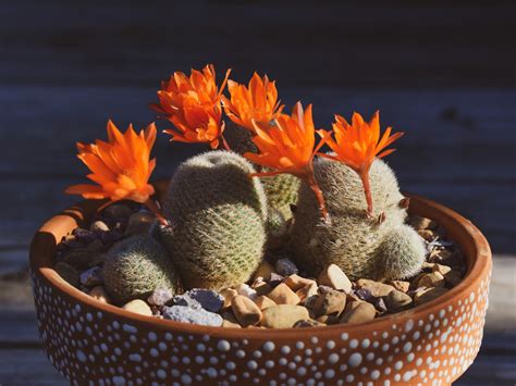 Cactus con flores: qué especies existen | Architectural Digest