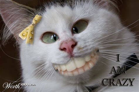 Funny Crazy Cat Pictures | Crazy Cats