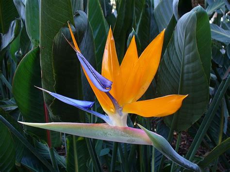 Bird of paradise plant, Paradise plant, Birds of paradise flower