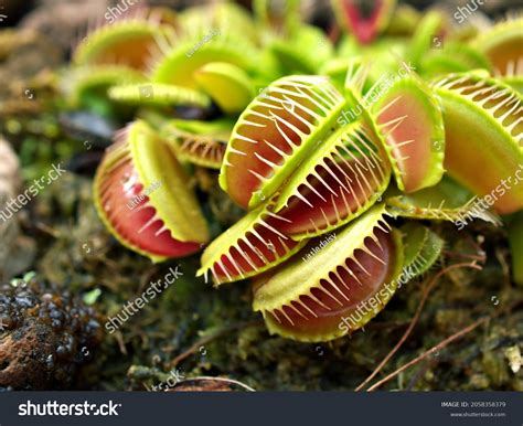 Anatomy Of Venus Fly Trap