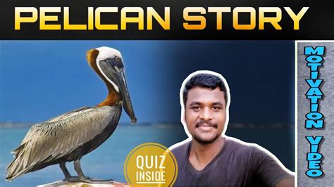 Pelican story | Tamil motivation | Aravi mechanizer kutty story 64 ...