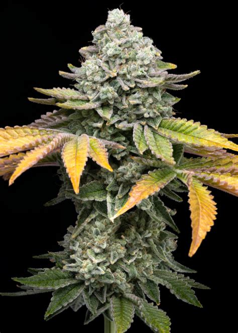 Banana Runtz Strain Info / Banana Runtz Weed By Premium Cultivars - GrowDiaries