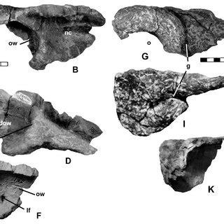 Reconstructed skull of Peloroplites cedrimontanus CEUM 26331. A,... | Download Scientific Diagram