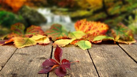 Why Does Fall/Autumn Have Two Names? | Information In