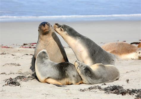 The 10 Best Seal Bay Conservation Park Tours & Tickets 2020 - Kangaroo Island | Viator