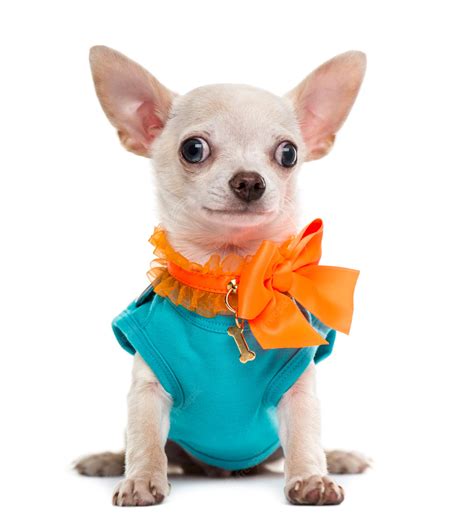 Premium Photo | Dressed chihuahua isolated on white