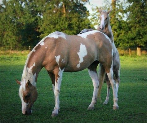 174 best Tobiano Pinto/Paint images on Pinterest | Horses, Beautiful horses and Pinto horses