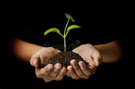 Young plant stock photo. Image of care, support, environment - 24452566