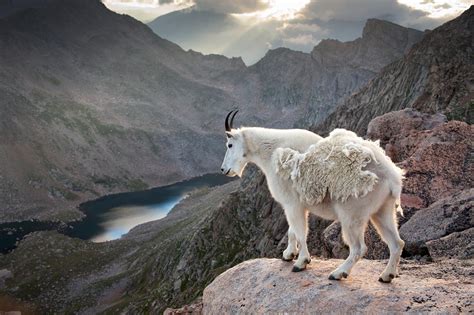 Rocky Mountain Goat | Mountain goat, Goats, Animal habitats