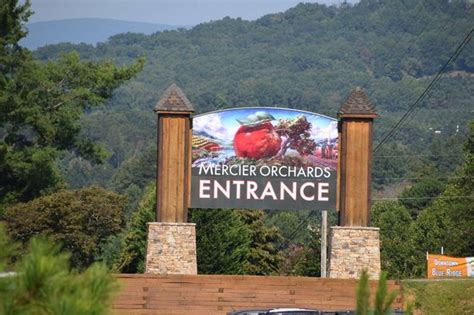 Mercier Orchards Strawberry Picking (Blue Ridge)