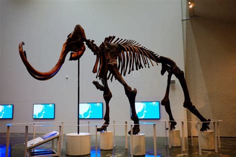 Mammoth Fossils at Hokkaido Museum. Editorial Photo - Image of japan ...