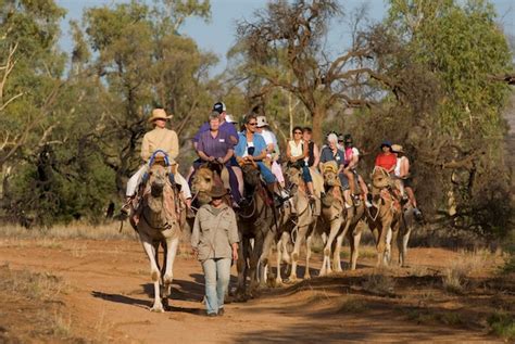 Premium Photo | Camel safari alice springs northern territory australia