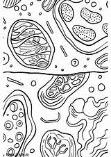 Cell Membrane coloring Sheet sketch template