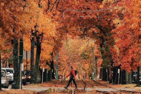 This Fall Foliage Map Shows When Leaves Peak In Boston