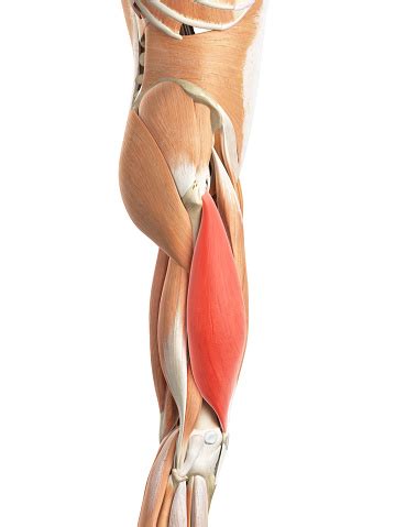 The Vastus Lateralis Stock Photo - Download Image Now - iStock