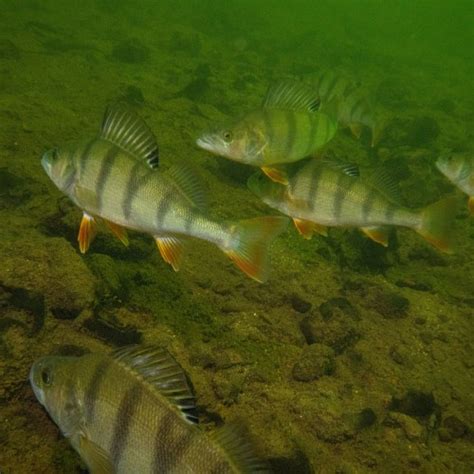 What Food Should You Feed Perch in Ponds? (Perch Food Guide) - Pond ...