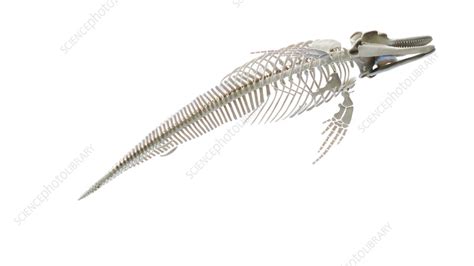 Dolphin's skeletal system, illustration - Stock Image - F038/3863 ...