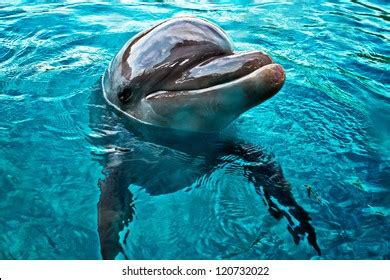 5,375 Dolphin Closeup Images, Stock Photos & Vectors | Shutterstock