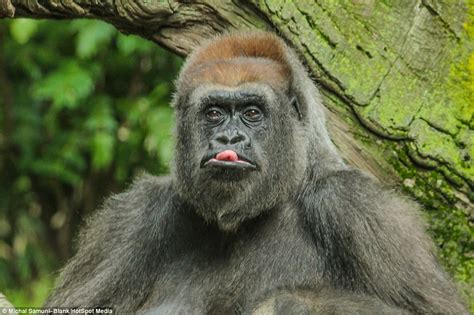 Gorilla at the Bronx Zoo pulls funny faces and sticks it's tongue out ...