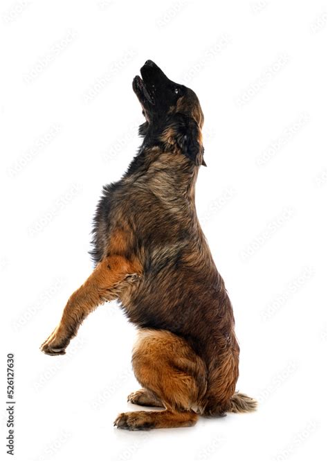 puppy Leonberger in studio Stock Photo | Adobe Stock