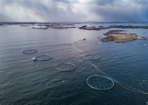 The aquaculture industry is trying to take fish out of fish food. Are microalgae the solution?