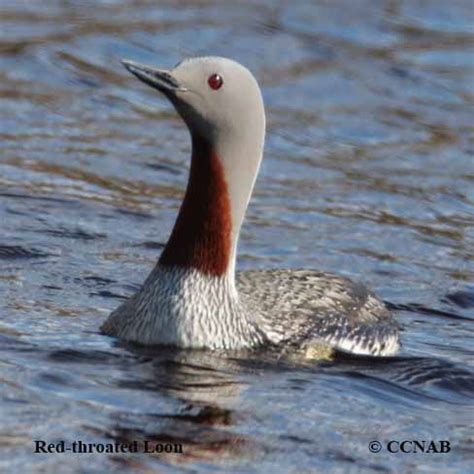 Red-throated Loon (Gavia stellata) - North American Birds - Birds of North America