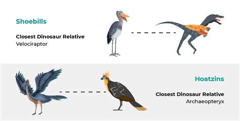 The Evolution of Birds - Wise Owl Blog by Love Garden Birds