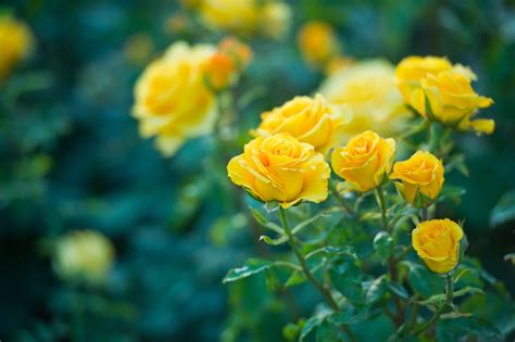 The best yellow roses for your garden - Plantura