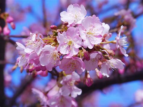 Free Images : branch, wood, flower, petal, aroma, spring, produce, pink, japan, flora, cherry ...