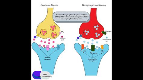 Serotonin Norepinephrine Reuptake Inhibitors (SNRIs) | Effexor | Venlafaxine | Cymbalta ...