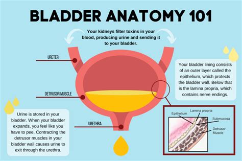 Ketamine Bladder Damage – What You Need to Know | DanceSafe