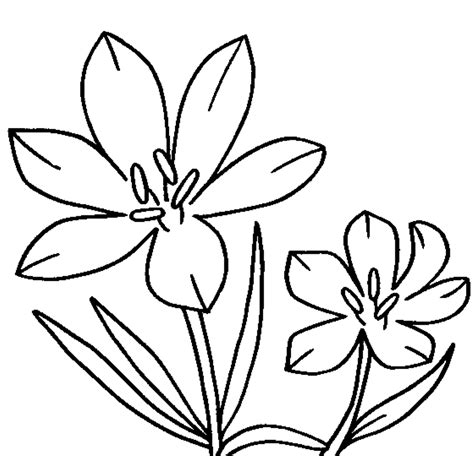 Jasmine Flower Coloring Pages - Coloring Home