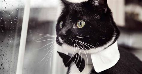 9 Fancy Facts All About Tuxedo Cats – Meowingtons