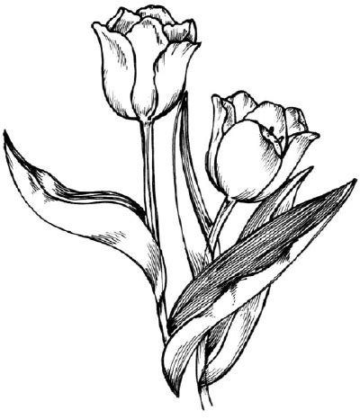 How to Draw a Tulip | HowStuffWorks