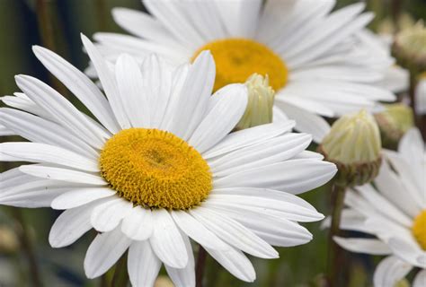 Daisy Flowers White Free Stock Photo - Public Domain Pictures