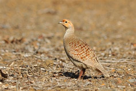 200 Birds: Introduced Birds of the Big Island, Hawaii: Game Birds